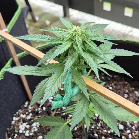 3 Leaf Mutant growlog timeline photo