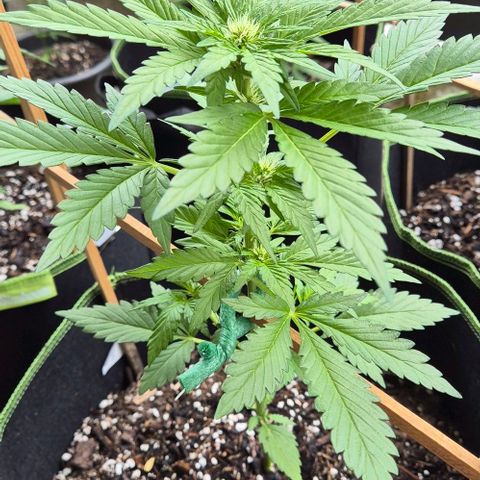 +Speed Auto growlog timeline photo