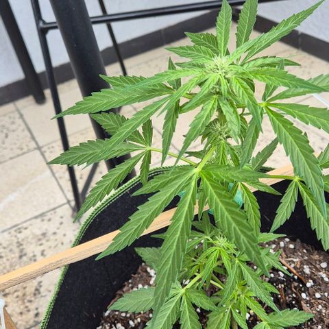 Easy Bud  growlog timeline photo