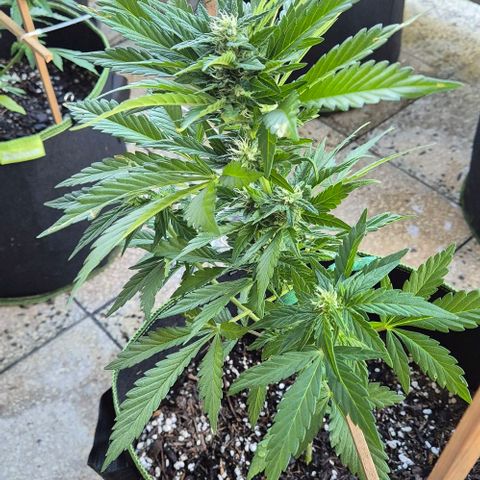 +Speed Auto growlog timeline photo