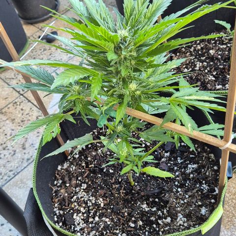 +Speed Auto growlog timeline photo
