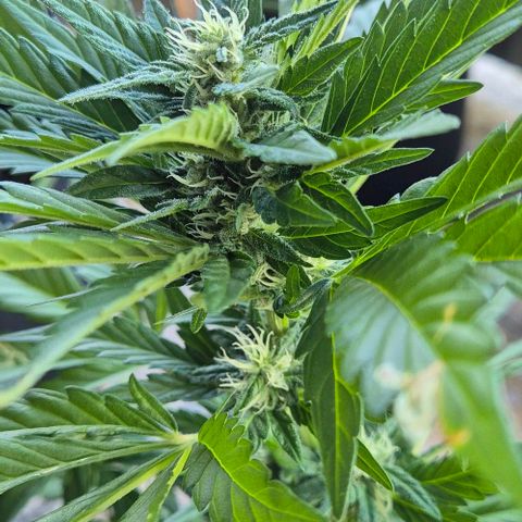 +Speed Auto growlog timeline photo