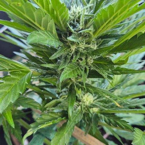 +Speed Auto growlog timeline photo