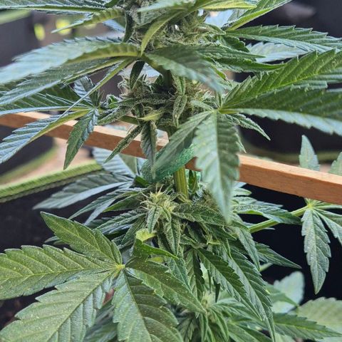 3 Leaf Mutant growlog timeline photo