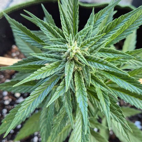 3 Leaf Mutant growlog timeline photo