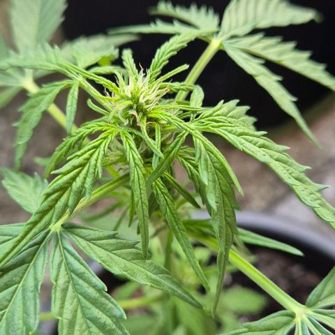 Do-Si-Dos Automatic growlog timeline photo