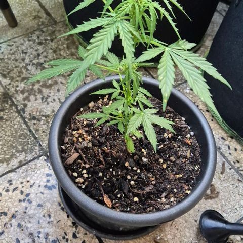 Do-Si-Dos Automatic growlog timeline photo
