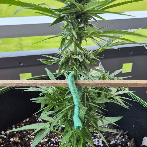 Easy Bud  growlog timeline photo