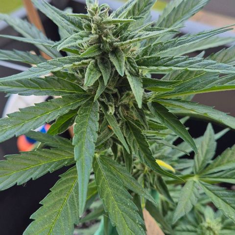 Easy Bud  growlog timeline photo