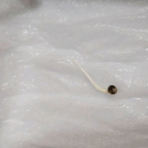 Super Lemon Haze #1 - organico  growlog photo: Colocada no solo umido