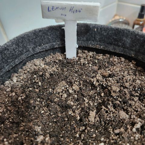 Super Lemon Haze #1 - organico  growlog timeline photo