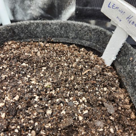 Super Lemon Haze #1 - organico  growlog timeline photo