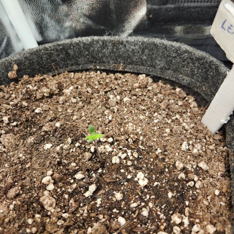 Super Lemon Haze #1 - organico  growlog photo: 1 dia plantinha