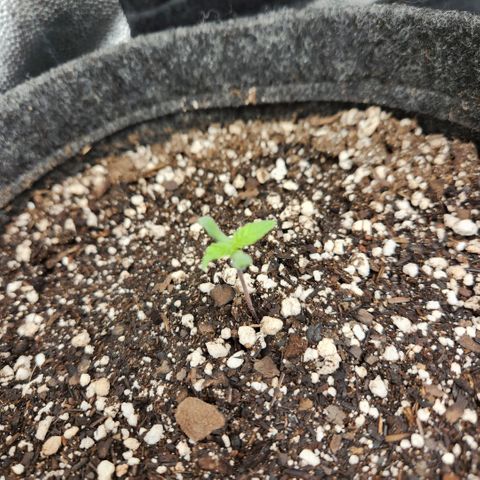 Super Lemon Haze #1 - organico  growlog timeline photo