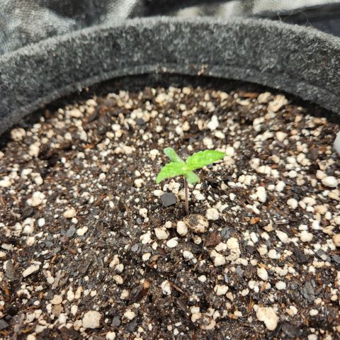 Super Lemon Haze #1 - organico  growlog timeline photo