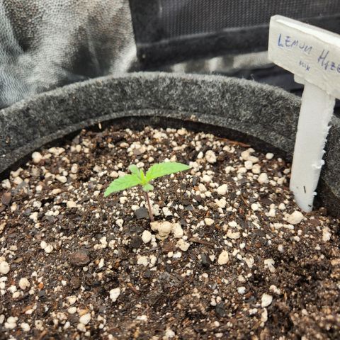 Super Lemon Haze #1 - organico  growlog timeline photo