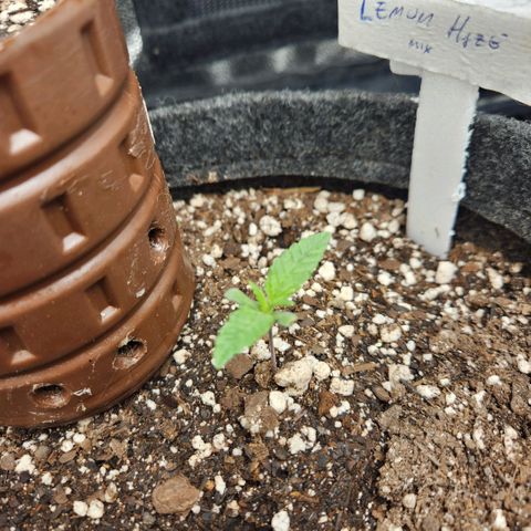 Super Lemon Haze #1 - organico  growlog timeline photo