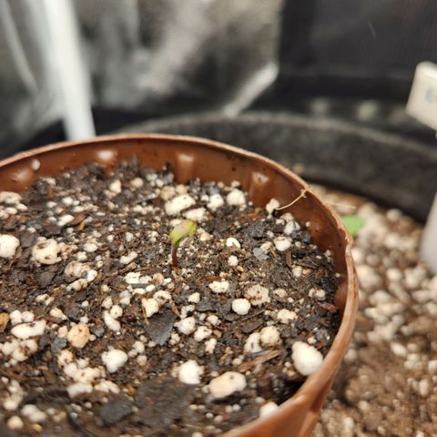 Super Lemon Haze #2 growlog timeline photo