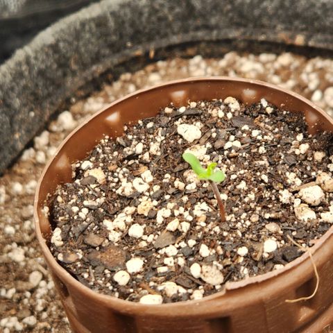 Super Lemon Haze #2 growlog timeline photo