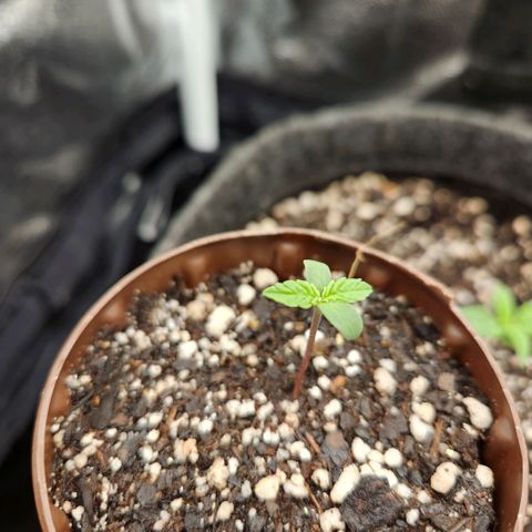 Super Lemon Haze #2 growlog timeline photo