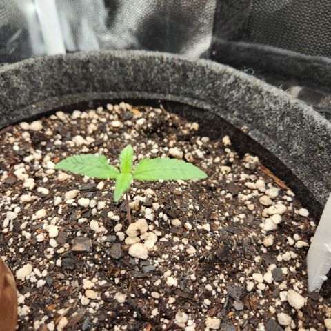 Super Lemon Haze #1 - organico  growlog timeline photo