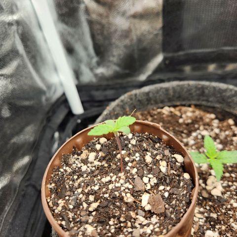 Super Lemon Haze #2 growlog timeline photo