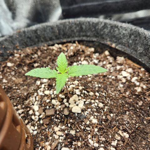 Super Lemon Haze #1 - organico  growlog timeline photo