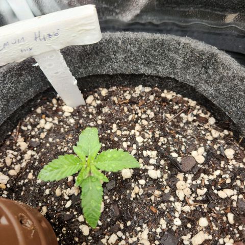 Super Lemon Haze #1 - organico  growlog timeline photo