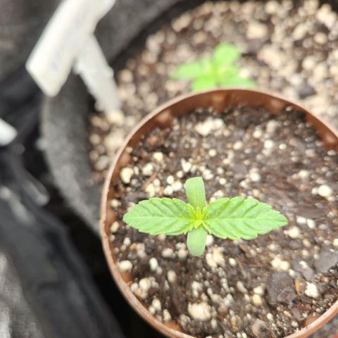 Super Lemon Haze #2 growlog timeline photo