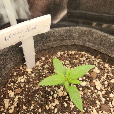 Super Lemon Haze #1 - organico  growlog timeline photo