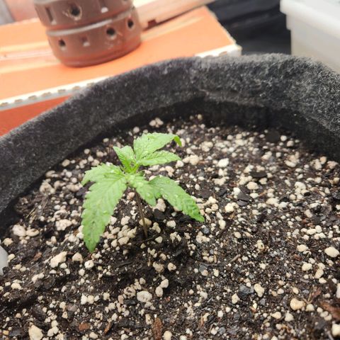 Super Lemon Haze #1 - organico  growlog timeline photo