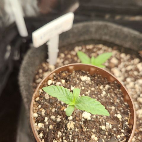 Super Lemon Haze #2 growlog timeline photo