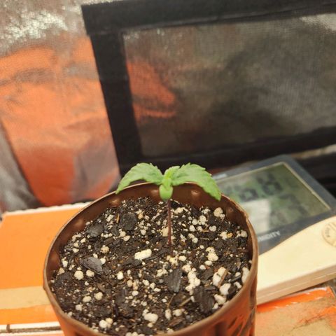 Super Lemon Haze #2 growlog timeline photo
