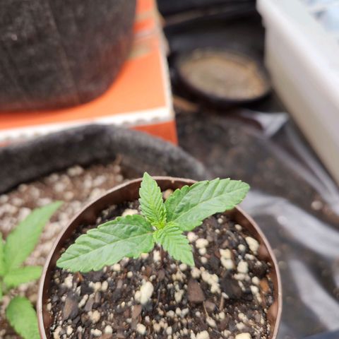Super Lemon Haze #2 growlog timeline photo