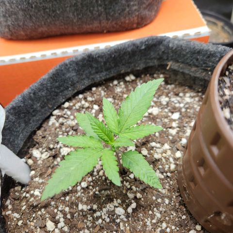 Super Lemon Haze #1 - organico  growlog timeline photo