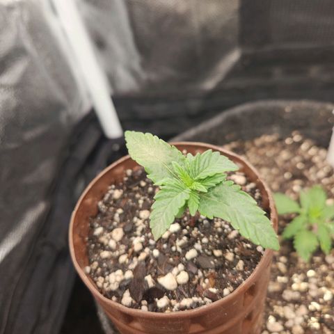 Super Lemon Haze #2 growlog timeline photo