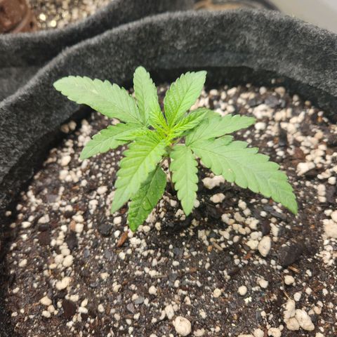 Super Lemon Haze #1 - organico  growlog timeline photo