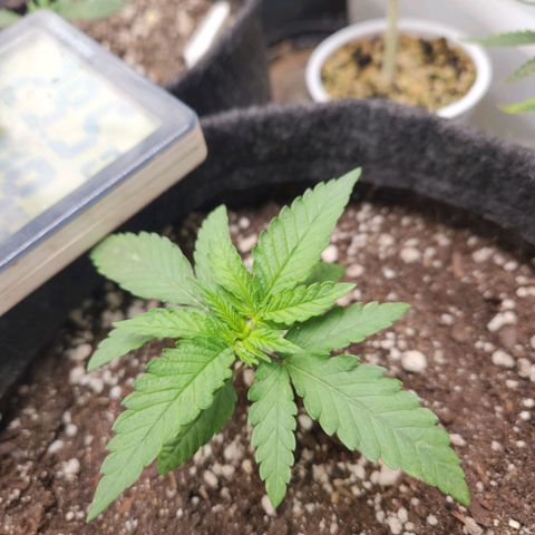 Super Lemon Haze #1 - organico  growlog timeline photo