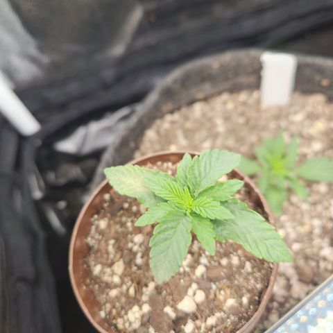 Super Lemon Haze #2 growlog photo: Esta com uma pequena mancha nas primeiras folhas, parece cor de poeira