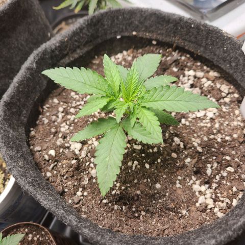 Super Lemon Haze #1 - organico  growlog timeline photo