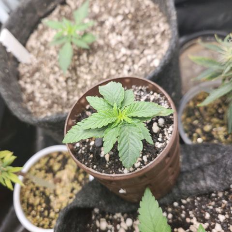 Super Lemon Haze #2 growlog timeline photo