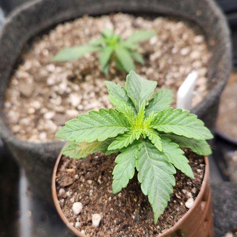 Super Lemon Haze #2 growlog timeline photo