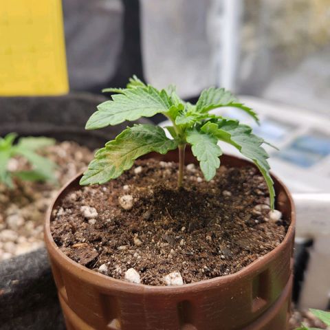 Super Lemon Haze #2 growlog timeline photo