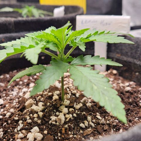 Super Lemon Haze #1 - organico  growlog timeline photo