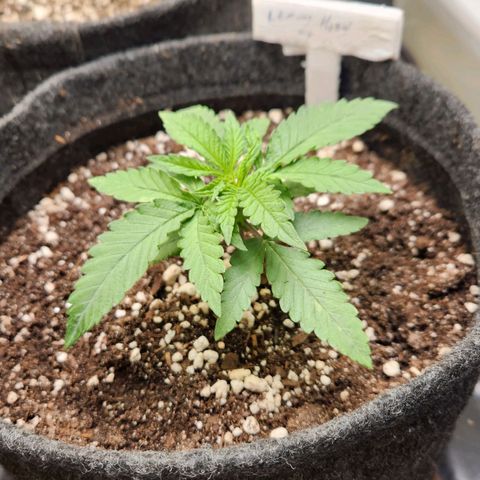 Super Lemon Haze #1 - organico  growlog timeline photo