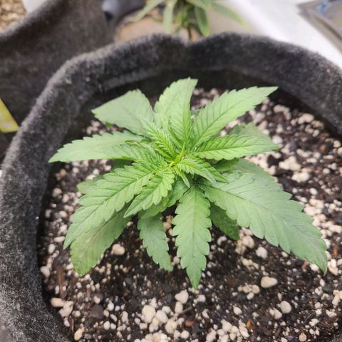 Super Lemon Haze #1 - organico  growlog photo: Usei 0.75 ml de fert biogrow para 1.25 L de agua com ph em 6.4, reguei com metade do volume 