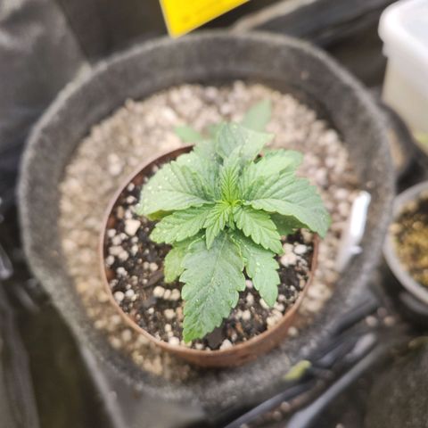 Super Lemon Haze #2 growlog timeline photo