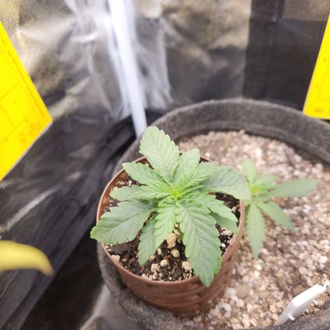 Super Lemon Haze #2 growlog timeline photo