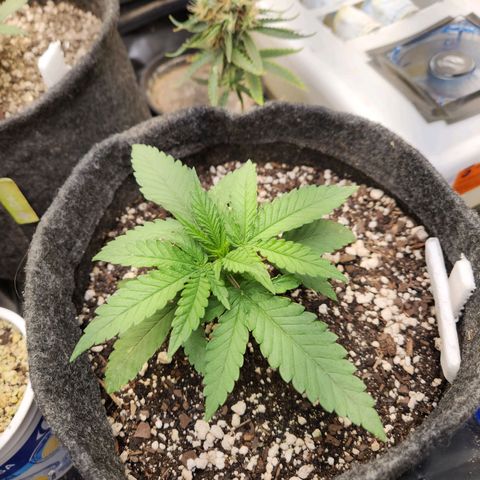 Super Lemon Haze #1 - organico  growlog timeline photo