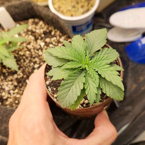 Super Lemon Haze #2 growlog timeline photo